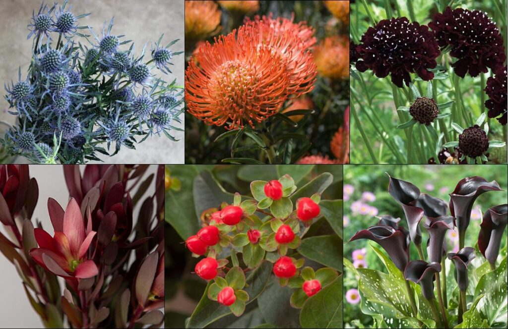 Father's Day Flowers. Thistle, protea, scabiosa, safari sunset, hypericum berries, calla lilies.