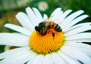 Bee on a daisy
