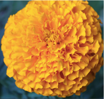 Marigold