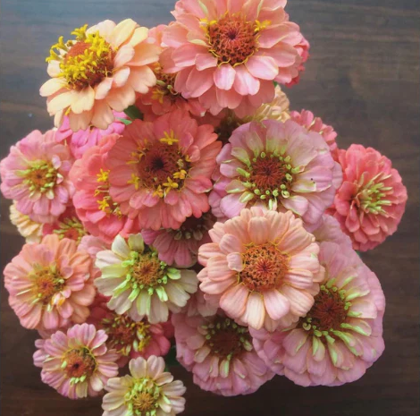 Zinnia