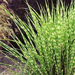 Zebra Grass