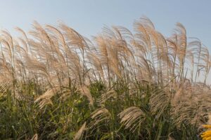 Miscanthus Grass