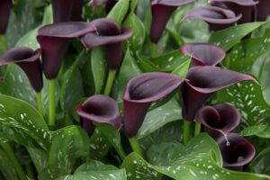 Calla Lilies