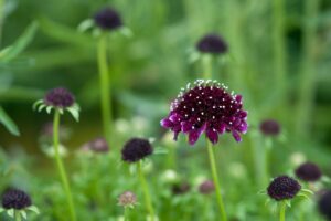Scabiosa