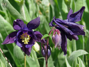Columbine