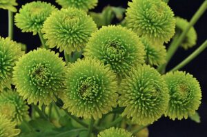Button Mums