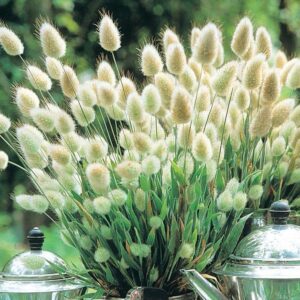 Bunny Tails