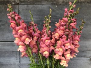 Snap Dragons