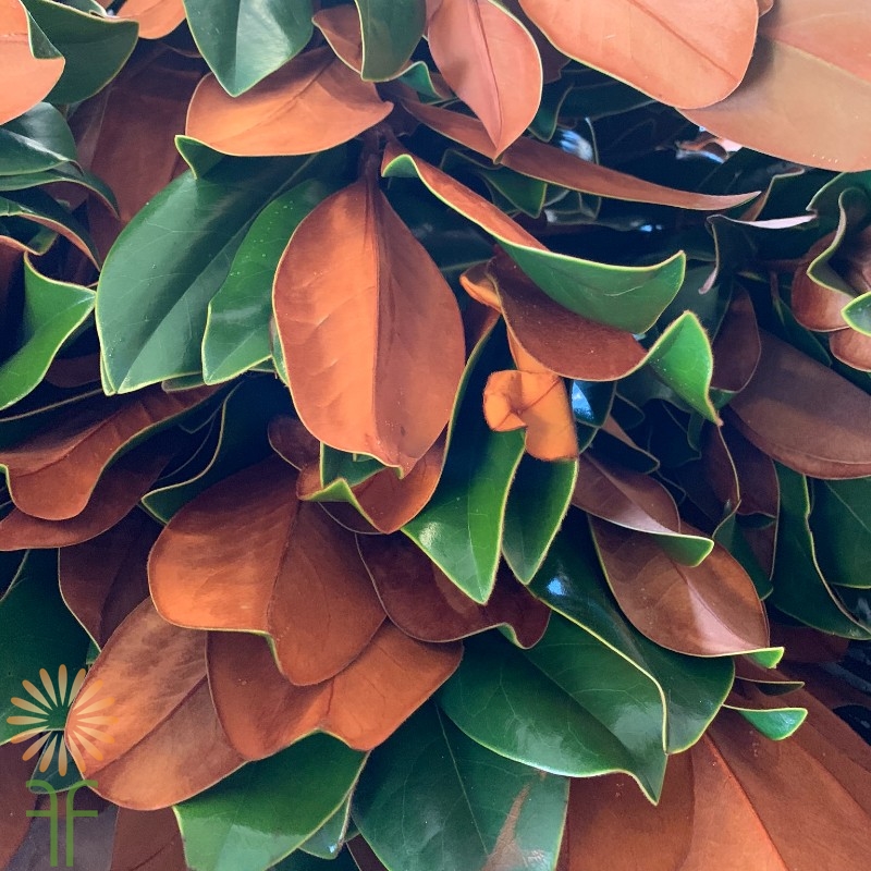 Magnolia Leaves