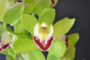 Cymbidium Orchid