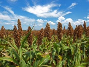 Sorghum
