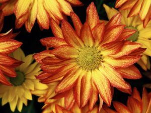 Daisies