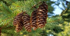 Pine Cones