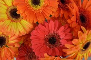 Gerbera Daisies