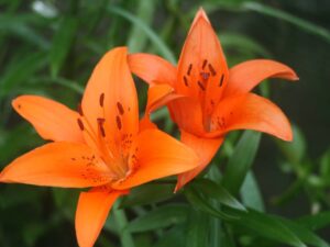 Orange Lily