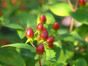 Hypericum Berries