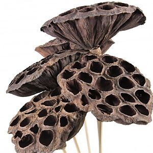 Lotus Pods
