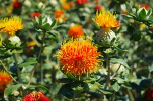 Safflower