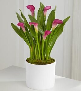 Calla Lily