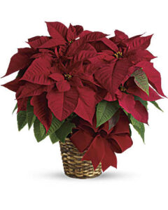 Poinsettia