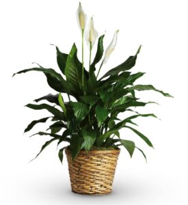 Peace Lily
