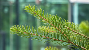 Fir