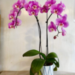 Phalaenopsis Orchid