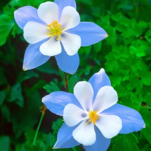 Blue Columbine