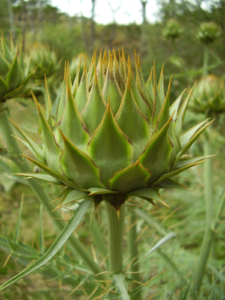 Closed Artichoke Thistle