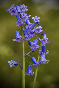 Bluebells