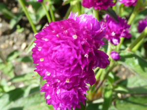 Gomphrena