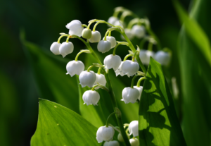 Lily of the Valley