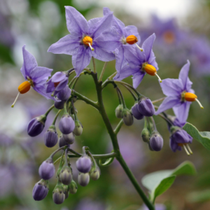 Real Nightshade