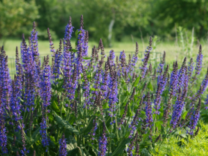 Salvia