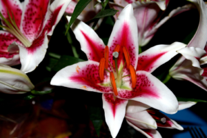 Stargazer Lily