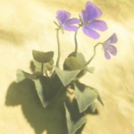 Swift Violet