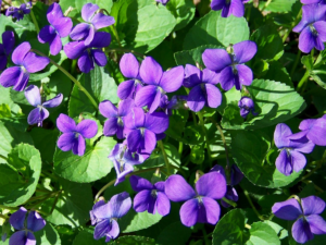 Real Violet