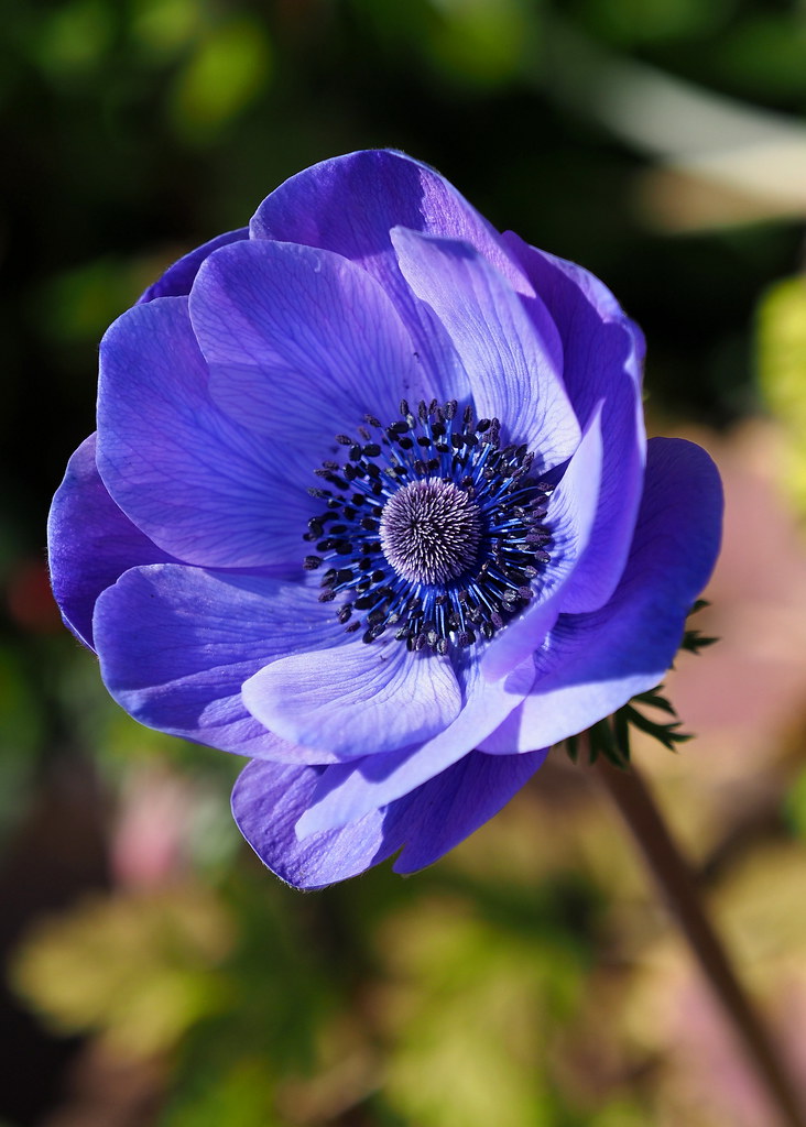 Anemones