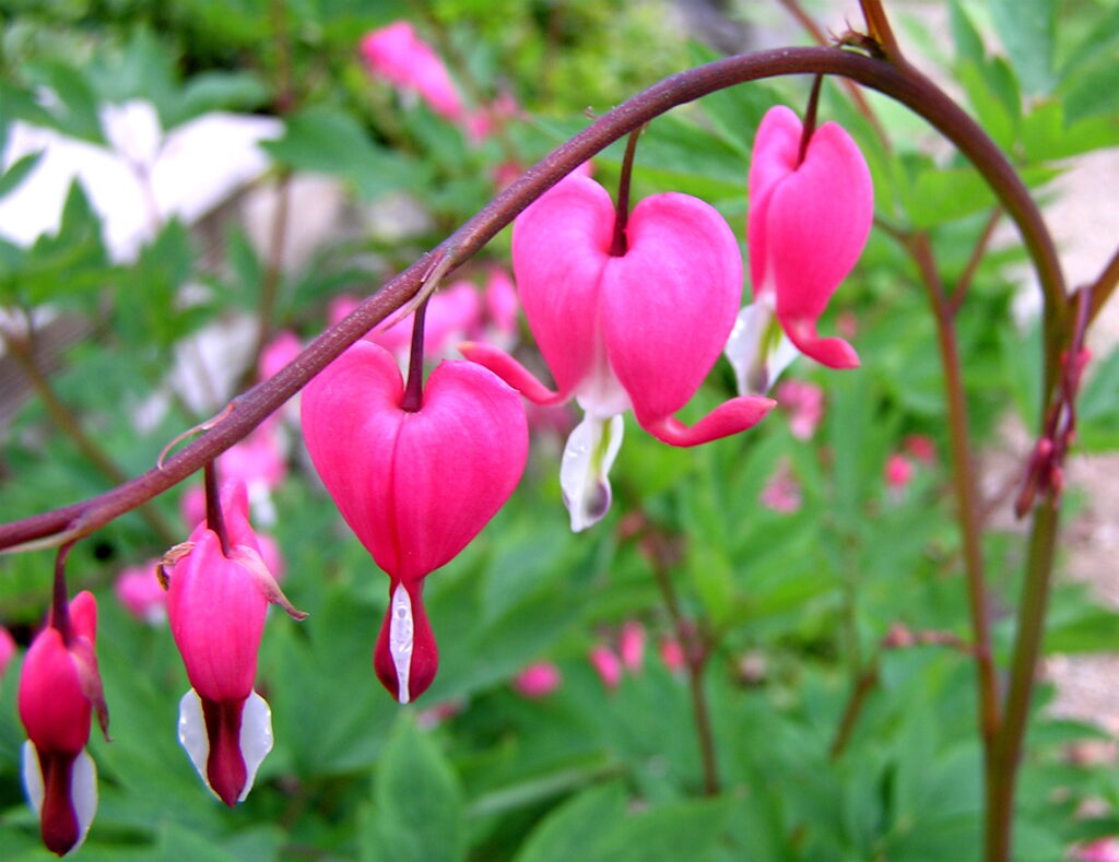 Bleeding Hearts