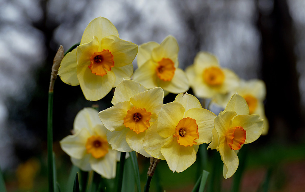 Daffodils