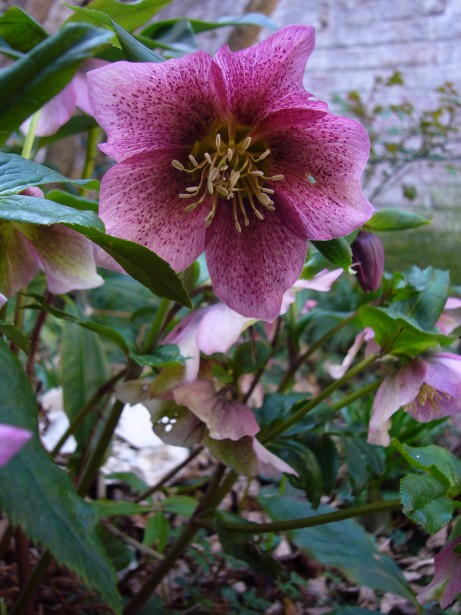 Hellebores