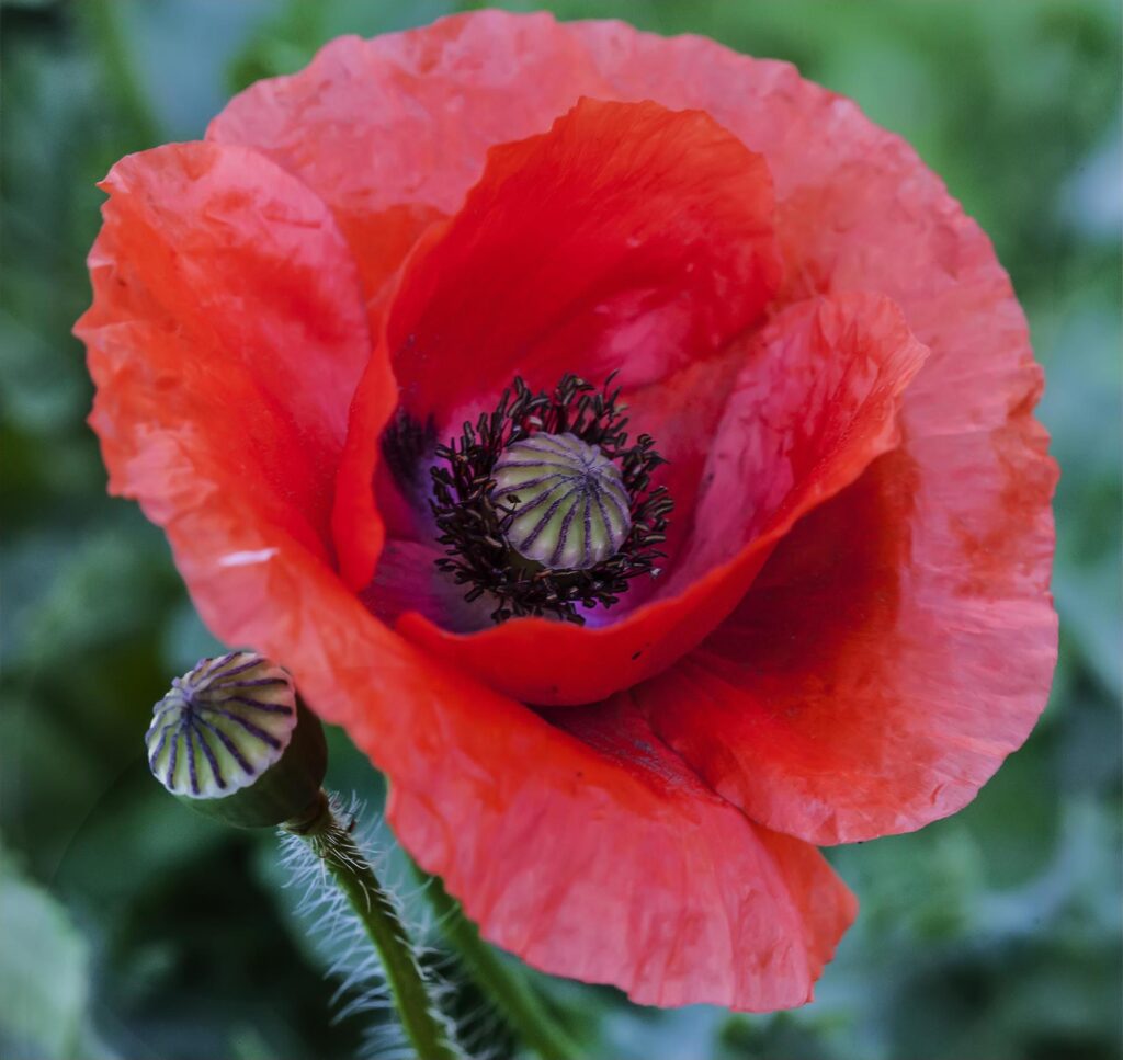 Poppies