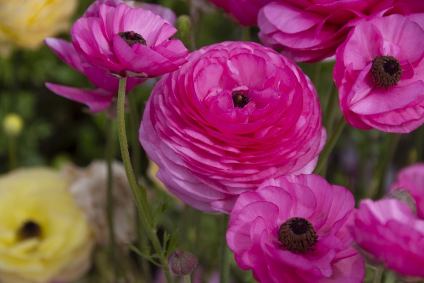 Ranunculus