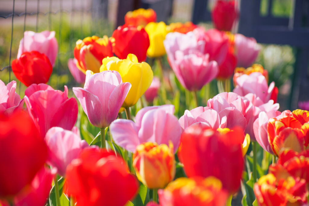 Tulips